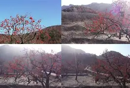 开云官网-包含Q葎m?